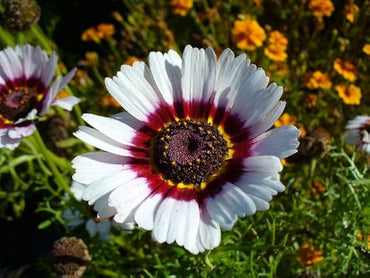 Tricolor Daisy Mixed Colors Flower Seeds for Indoor and Garden Planting