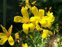 Linum (Linum scientific name) for planting in garden