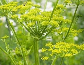 Light Green Lovage Plant Seeds for Planting-Heirloom & Non-GMO Seeds for planting