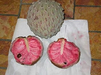 Soursop Fruit Seed for Planting - Pink Color Variety, Heirloom and Tropical Fruit Seeds for Home Garden