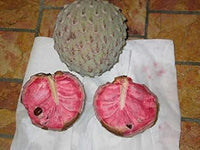 Soursop Fruit Seed for Planting - Pink Color Variety, Heirloom and Tropical Fruit Seeds for Home Garden
