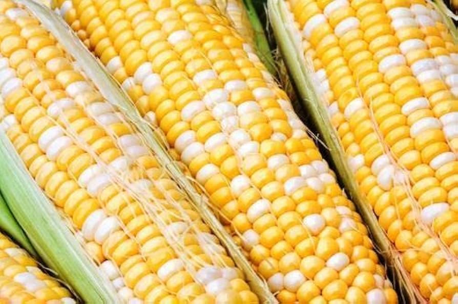 Solstice – Corn Seed