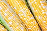 Superb MXR – Treated Corn Seed