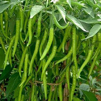 Chilli Seeds for Gardening, 100 pcs