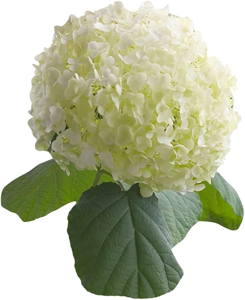 White - Hydrangea for planting in home garden