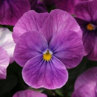 Viola Sorbet ‘Lilac Ice’ flower seeds – annual blooms with icy lilac tones
