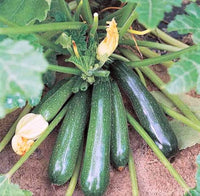 Noche – Zucchini Squash Seed