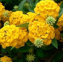 Heirloom Thick Yellow Hydrangea Flower Seeds, Non-GMO Vibrant Blooms for Planting