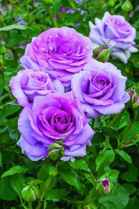 Heirloom Non-GMO Lavender Rose Flower Seeds for Planting – Fragrant Romantic Garden Blooms