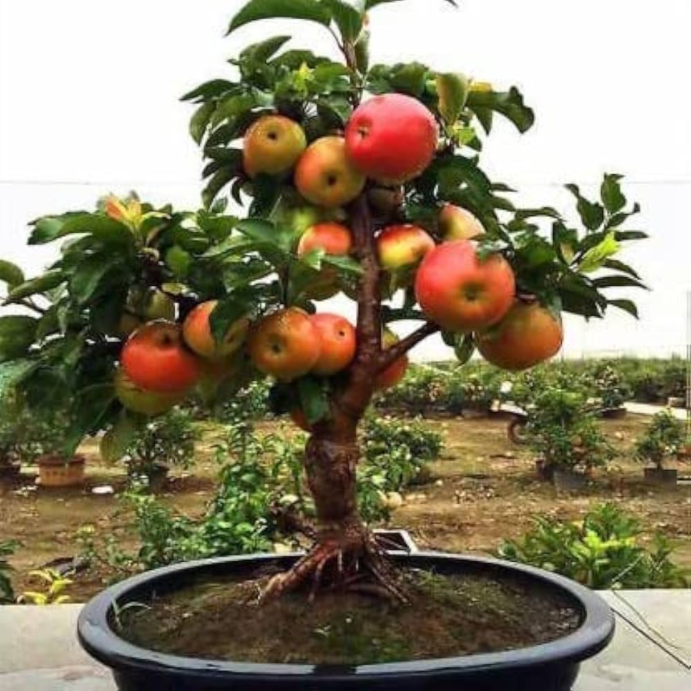 Miniature Bonsai Pomegranate Punica granatum seeds for indoor garden
