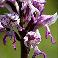 Organic Purple Naked Man Orchid Flower Seeds for Planting – Heirloom, Non-GMO Garden Seeds