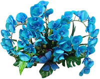 Phalaenopsis Orchid Sky Blue Miniature Flower - for planting in home garden