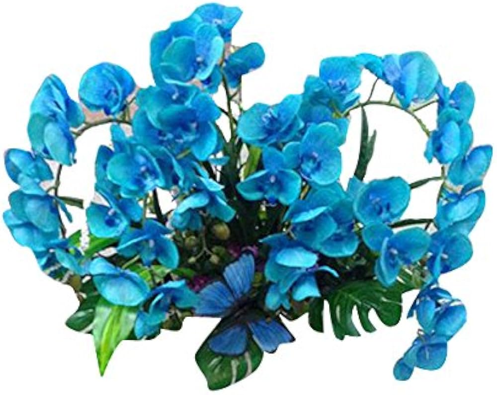 Phalaenopsis Orchid Sky Blue Miniature Flower - for planting in home garden