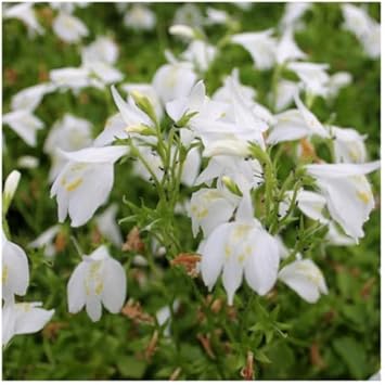 Marshflower Seeds Heirloom Non GMO Planting - 100