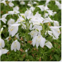 Marshflower Seeds Heirloom Non GMO Planting - 100