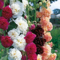 Hollyhock (flower Alcea rosea) for planting in garden