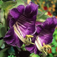 Heirloom Non-GMO Cobaea Flower Seeds for Planting – Fast-Growing Climbing Vine Blooms
