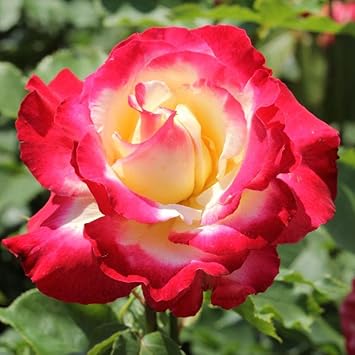 Rose (Rose scientific name) for planting in garden
