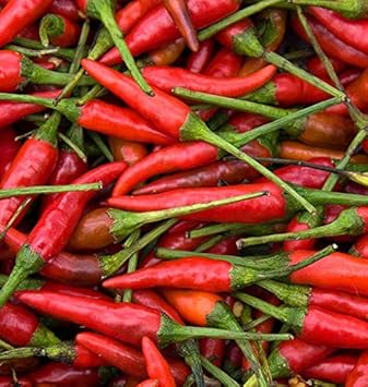 Chili Hot Vegetable Seeds for Planting – Light Red Peppers