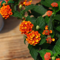 Lantana Flower Seed for Planting 100