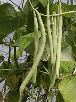 Green Contender Bean Vegetable Seeds for Planting heirloom & Non-GMO Seeds