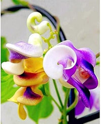 Silla Flower Seeds – Heirloom Non-GMO Seeds for Elegant and Seasonal Garden Planting