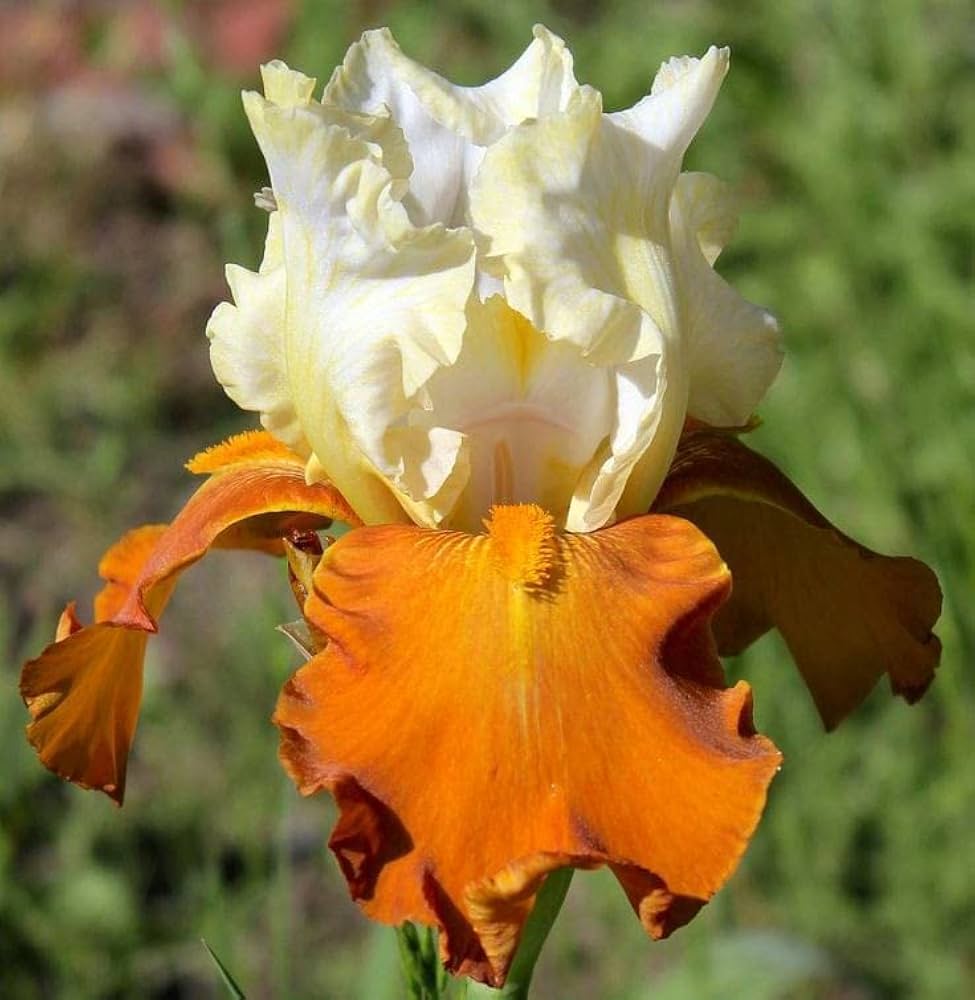 Fall Fiesta Bearded Iris Seeds