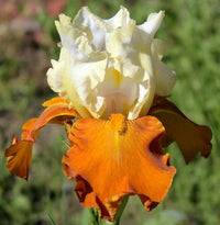 Fall Fiesta Bearded Iris Seeds