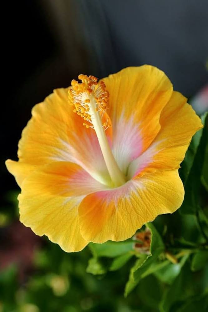 White - Yellow for planting in home garden