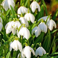 Snowdrop (Snowdrop scientific name) for planting in garden