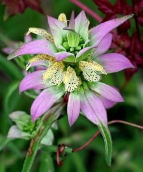 Monarda (Monarda scientific name) for planting in garden