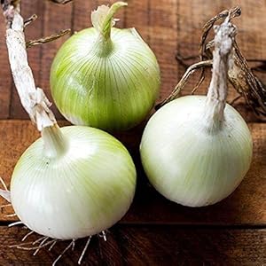 White Onion (Allium) - for planting in home garden