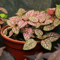 Organic Light Pink Green Hypoestes Plant Seeds for Planting – Heirloom, Non-GMO