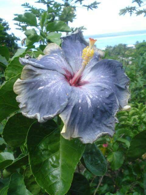 Giant Hibiscus Flower - for planting in home garden