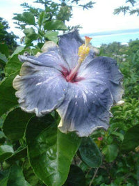 Giant Hibiscus Flower - for planting in home garden
