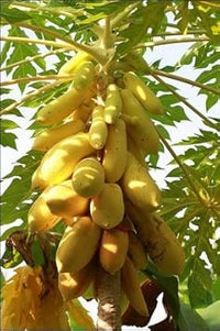 Mouse Melon Fruit Seeds - Small and Unique Melons for Your Garden 100 pcs