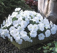 Petunia (flower Petunia hybrida Trilogy Salmon Morn pelleted) for planting in garden