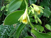 Organic Vanilla Orchid Flower Seeds for Planting – Heirloom, Non-GMO