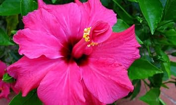 Heirloom Non-GMO Pink Hibiscus Rosa-Sinensis Flower Seeds for Planting – Exotic Tropical Garden Blooms