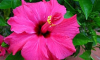 Heirloom Non-GMO Pink Hibiscus Rosa-Sinensis Flower Seeds for Planting – Exotic Tropical Garden Blooms