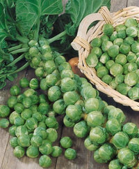 Churchill – Brussels Sprout Seed