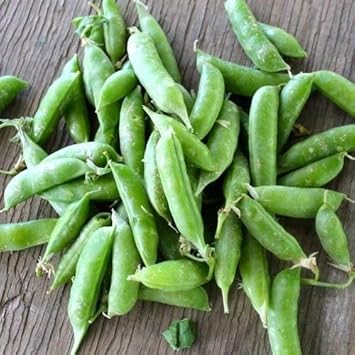 Green Pea Pisum sativum seeds for garden planting