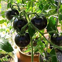 Tomato Seeds for Planting, Black, 100 pcs