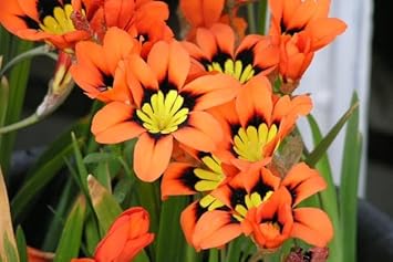 Organic Heirloom Non-GMO Orange Black Sparaxis Seeds for Planting – Vibrant Blooms