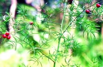 Wild Asparagus Asparagus officinalis seeds for garden planting