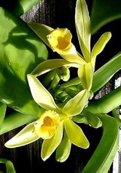 Organic Vanilla Orchid Flower Seeds for Planting – Heirloom, Non-GMO