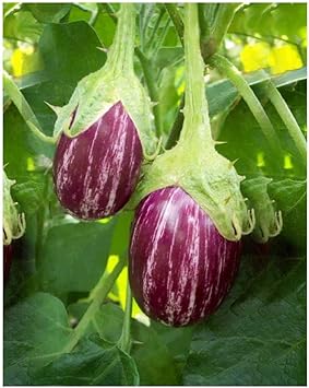 Purple White Eggplant Seeds for Planting - 100 pcs