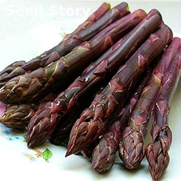 Purple Asparagus Vegetable Seeds for Planting heirloom & Non-GMO Seeds