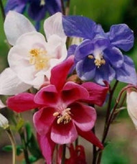 Aquilegia Mixed-Color Perennial Flower Seeds for Home and Garden Planting