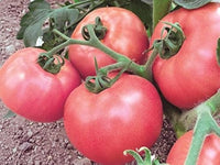 PinkID – Tomato Seed